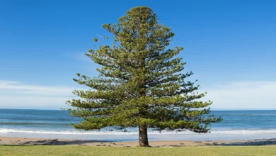 Norfolk Island Pine