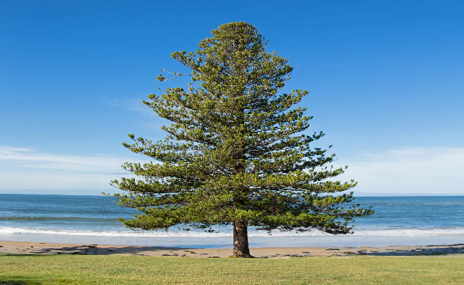 Norfolk Island Pine